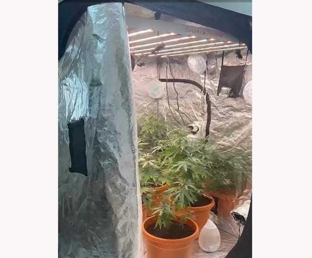 narcotic plants