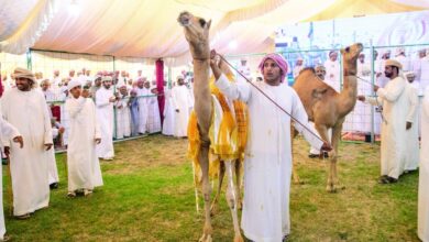 Bidiyah camel festival