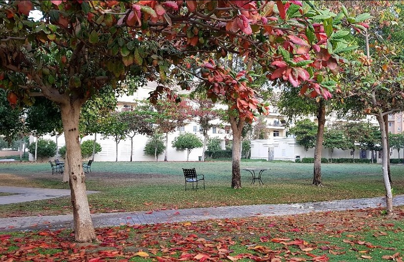 Weather to be more pleasant and mild in October: Qatar Meteorology