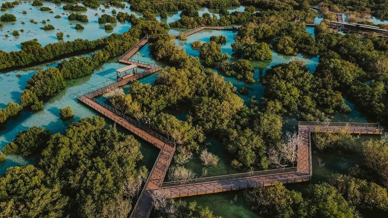mangrove trees