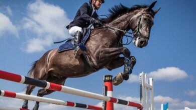 Training for show jumping contests starts