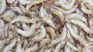 OMR7mn worth of shrimp produced in 2022