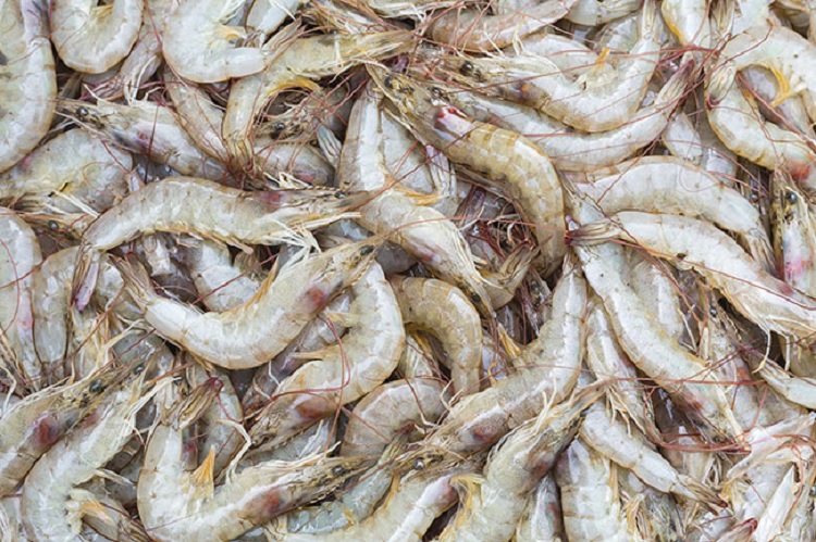 OMR7mn worth of shrimp produced in 2022