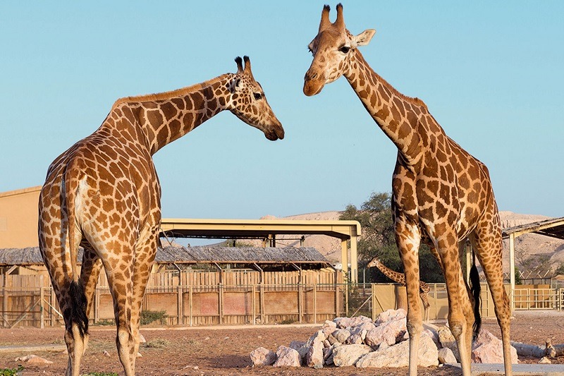 Entry to Al Ain Biological Zoo is free for children