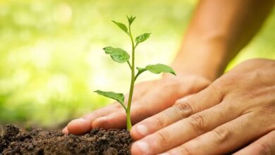 Environment Authority plants over 10,000 saplings in Musandam