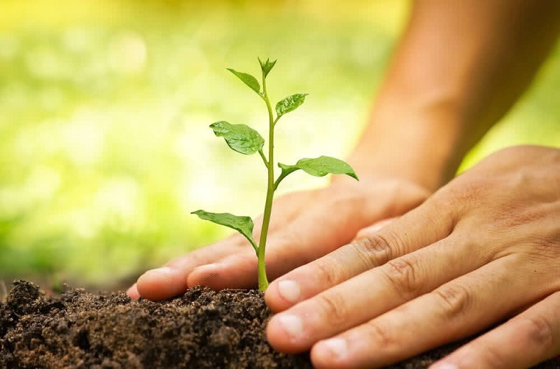 Environment Authority plants over 10,000 saplings in Musandam