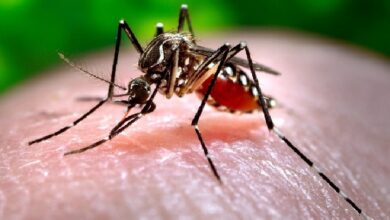 Bangladesh reports nine more dengue deaths