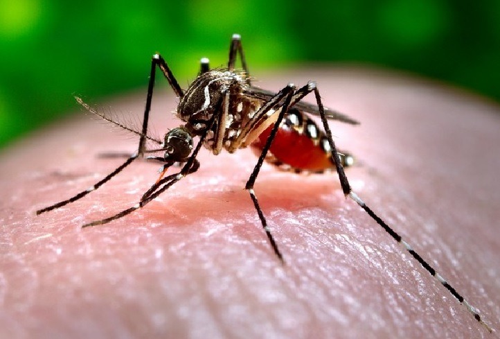 Bangladesh reports nine more dengue deaths