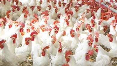 Philippines bans chicken imports from Belgium, France