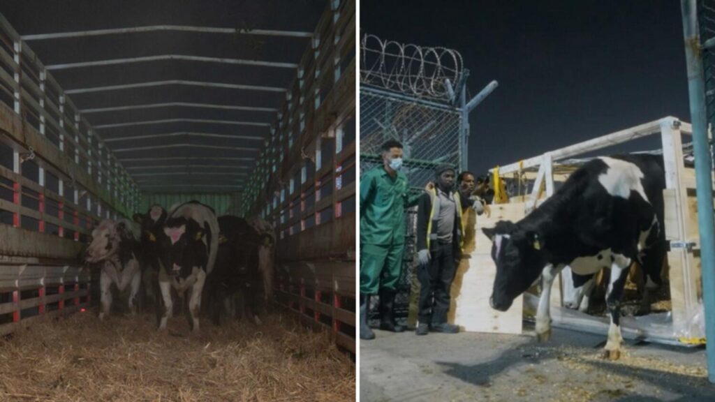 First batch of cows arrives in Sharjah to boost organic milk production
