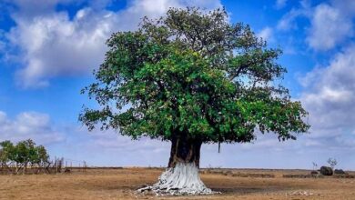 The Environment Agency has launched a campaign to protect trees from pests.