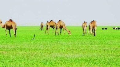 Oman's livestock exports to increase by 45% by 2023