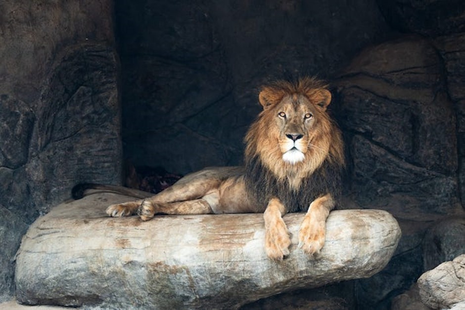 Oman's biggest zoo slashes ticket prices ahead of Eid holiday