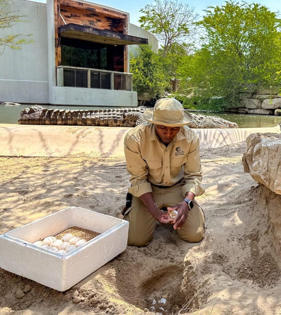 Dubai Crocodile Park has announced the annual nesting season