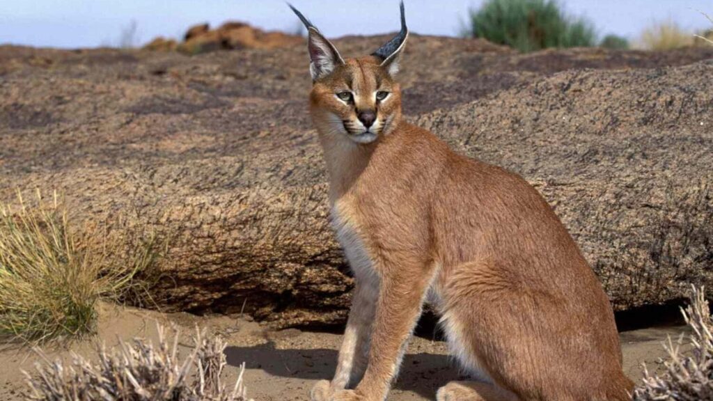 Unruly wild cat found in Fujairah- owner fined