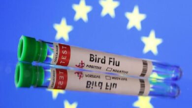 Finland is the first in the world to launch bird flu vaccines for humans