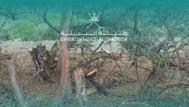Oman government takes strict action against illegal loggers