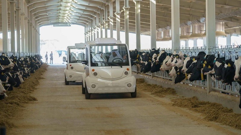 Cows at Sharjah farm in summer at 26°C