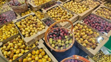 Al Tait Dates Festival: Selling more than 300 kg of dates per day