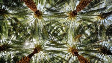 The Royal Reserve Commission grows 1.2 million trees and shrubs