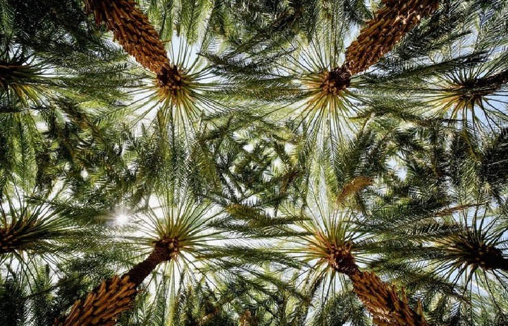 The Royal Reserve Commission grows 1.2 million trees and shrubs