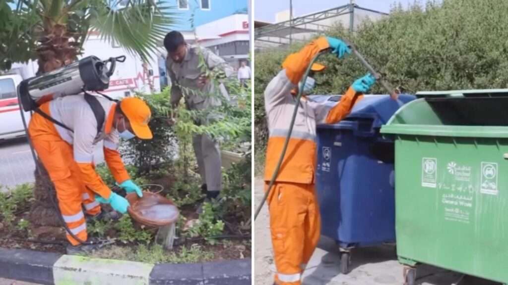 A comprehensive campaign to rid the city of Sharjah of vermin has begun